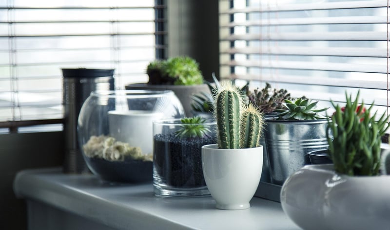 Green Living Projects