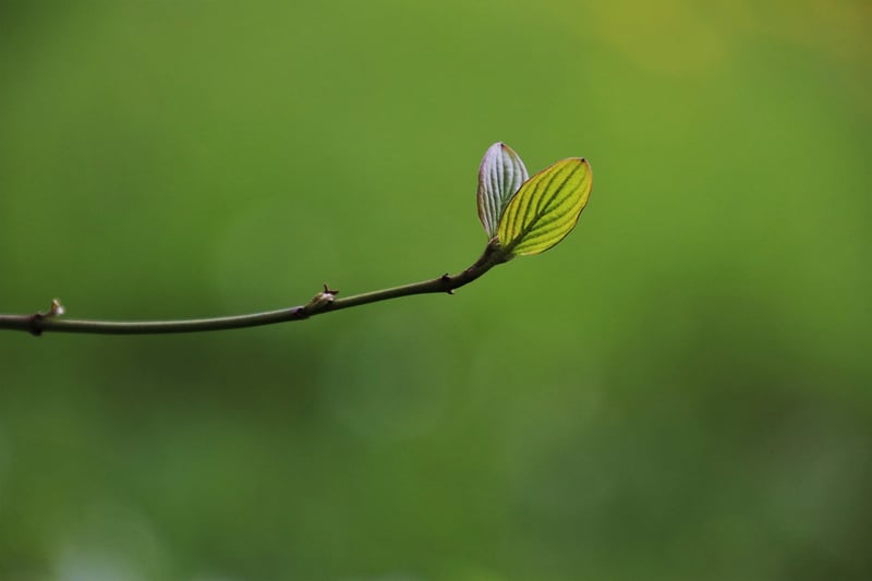 Nature-Inspired Craft